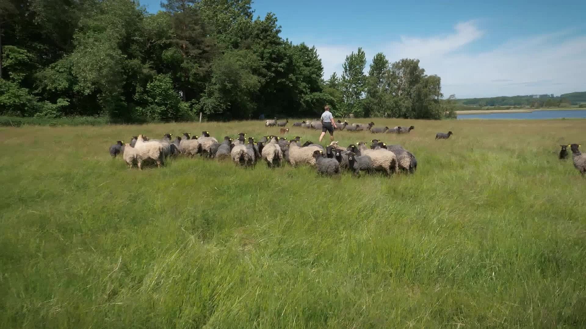 Hvor kommer maden fra Gotlandsk lam fra Fjordgården Hvor kommer