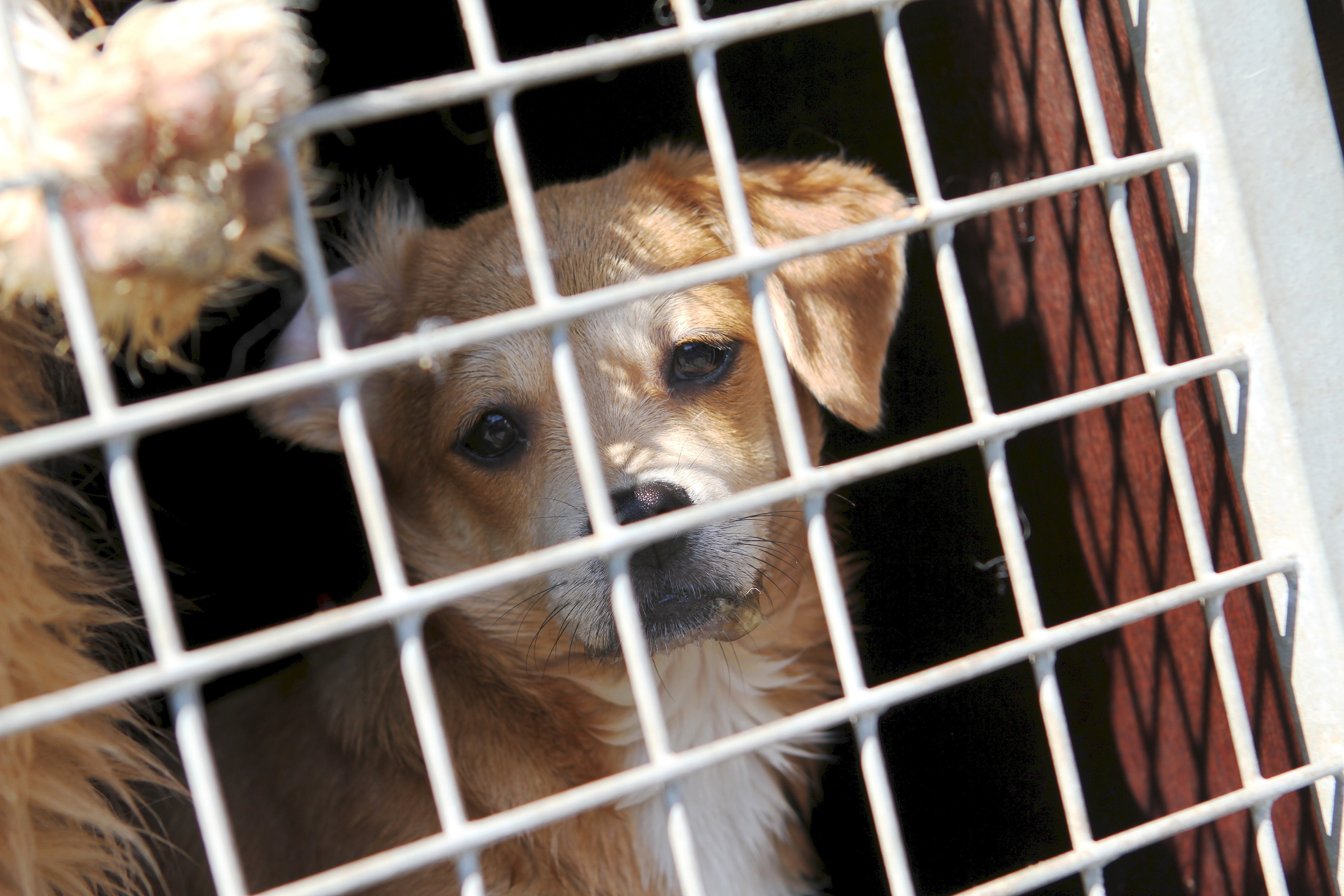 60 hunde overdraget til Dyreværnet | ØST