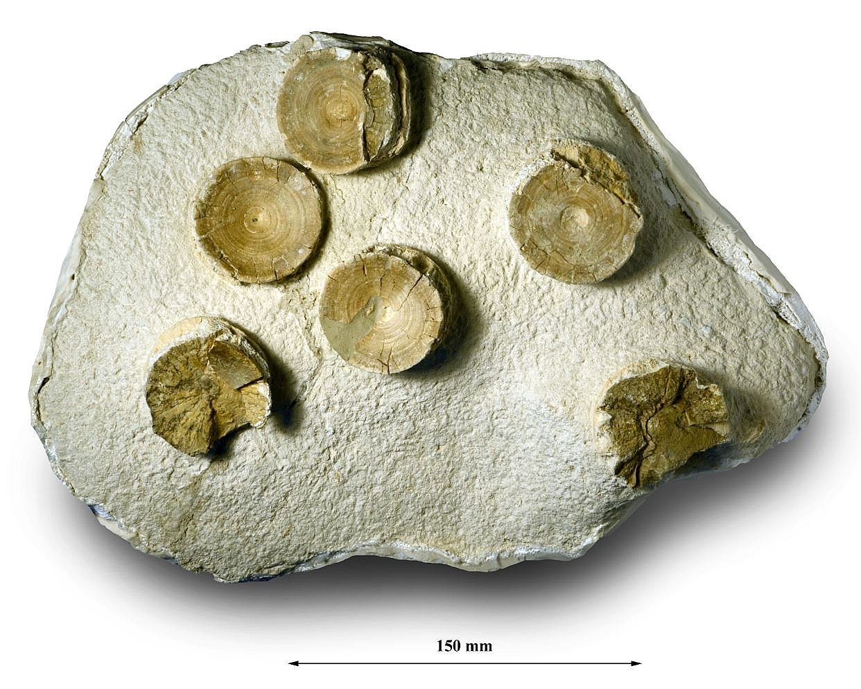 finder unikt fossilfund på Stevns Klint | TV2