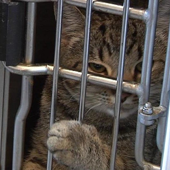 Gravid kat efterladt sultende i fraflyttet - katte vælter ind | TV2 ØST