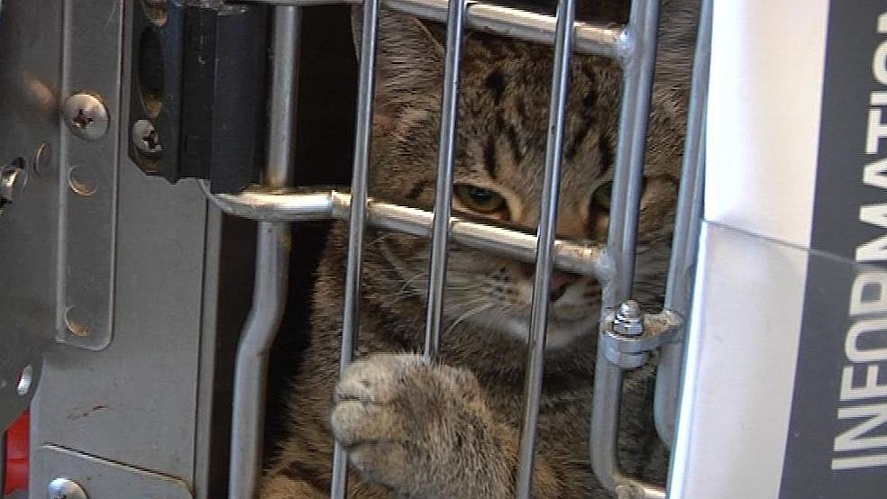 vandtæt Bevise pianist Gravid kat efterladt sultende i fraflyttet hus - uønskede katte vælter ind  | TV2 ØST