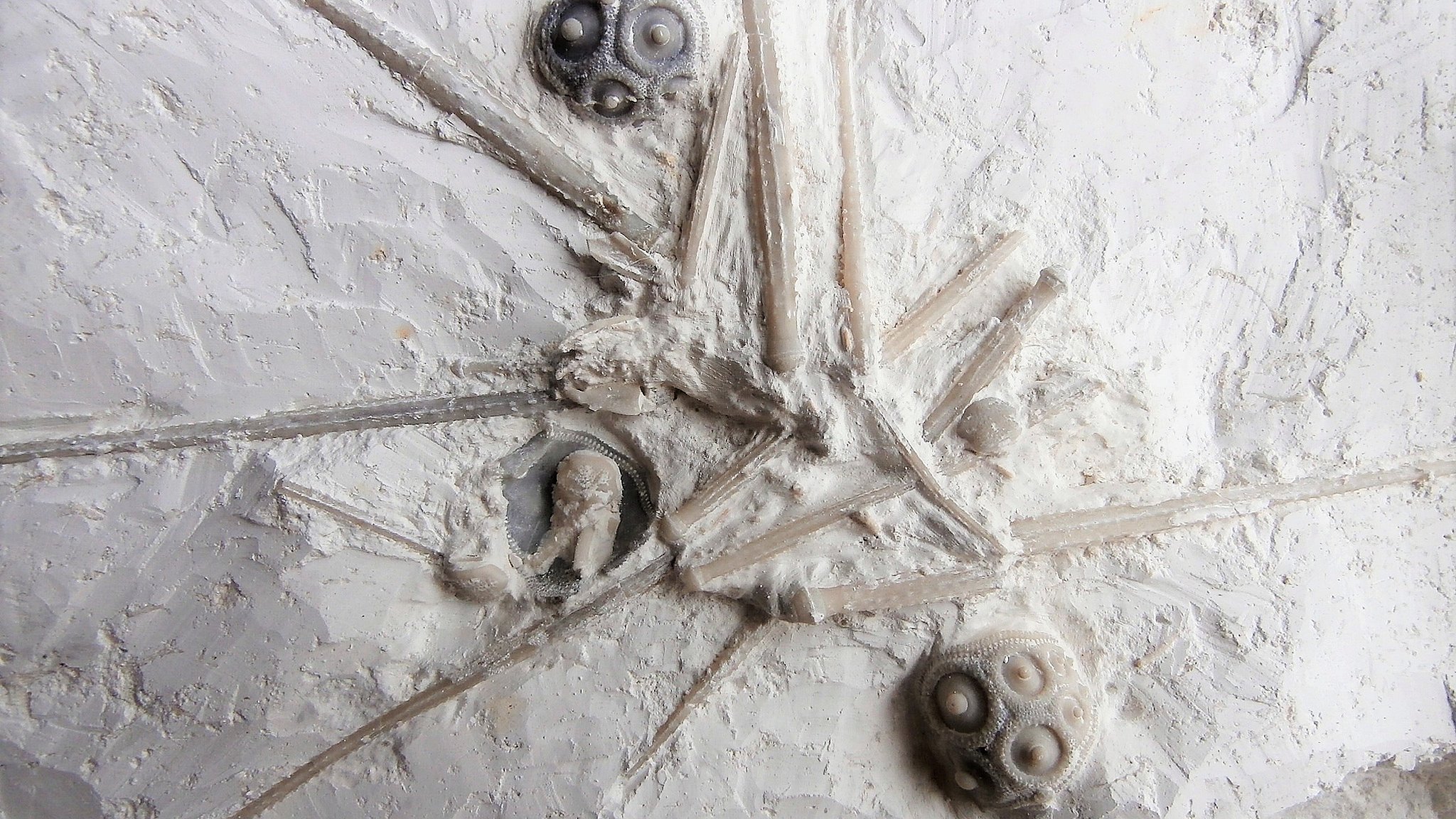70 millioner gamle fossiler: særlige dag ved Møns Klint | TV2 ØST