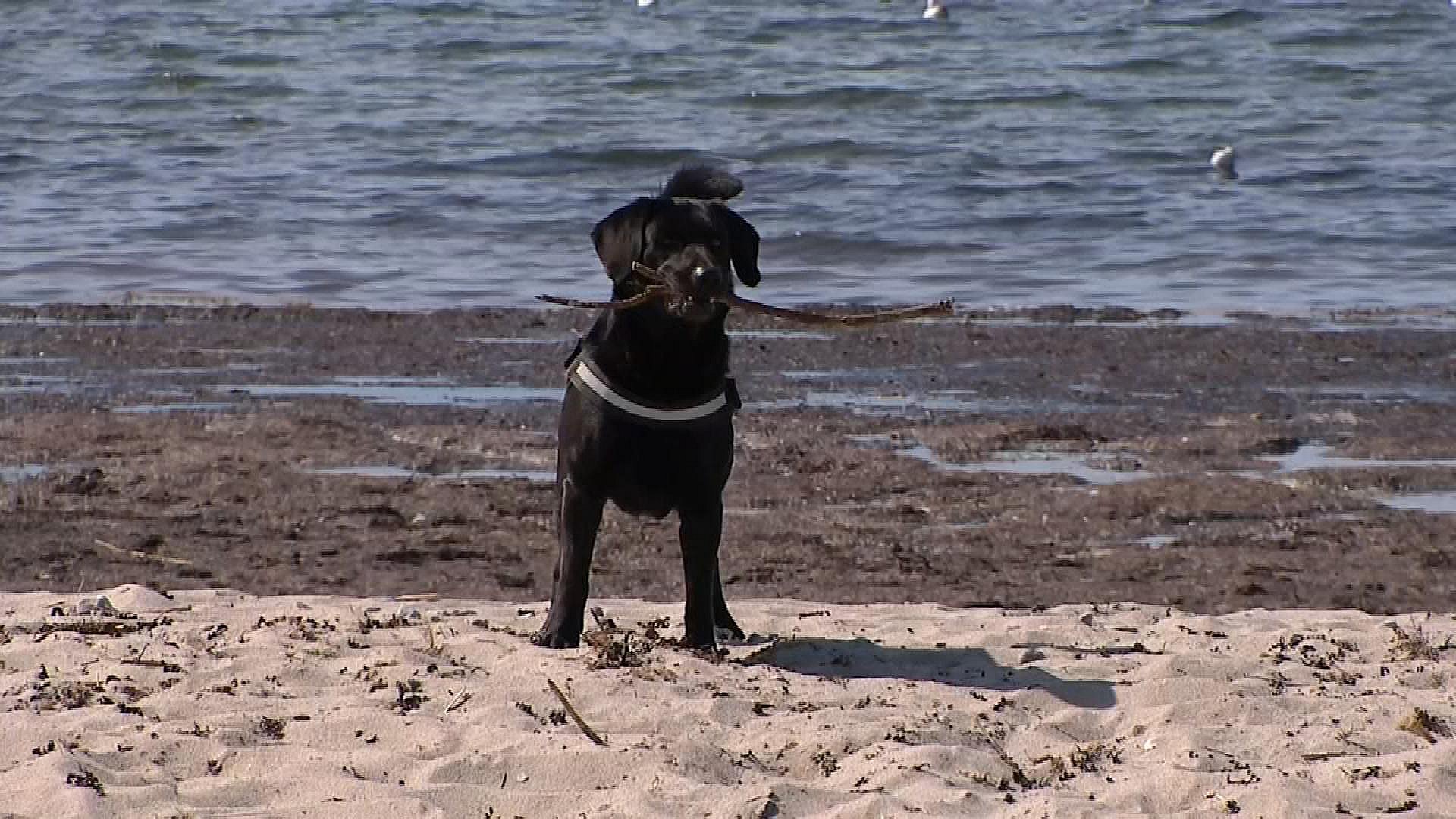 Godt nyt hundeejere nu kan din firbenede ven igen slippes fri stranden | TV2 ØST