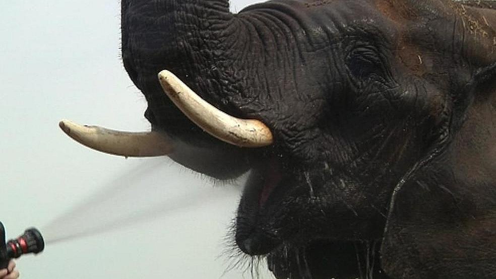 Elefanter deler vandene blandt cirkusgængere TV2 ØST