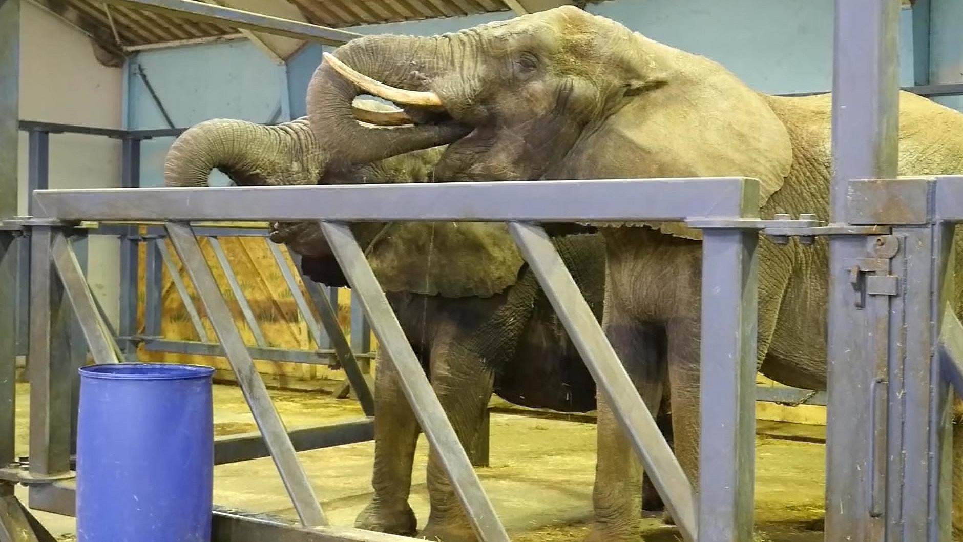 galning Stræde Formålet Minister: Staten har tilbudt at købe cirkuselefanter | TV2 ØST