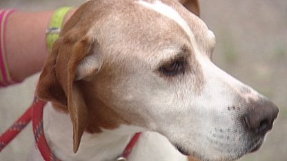 Masser af herreløse hunde må aflives | TV2