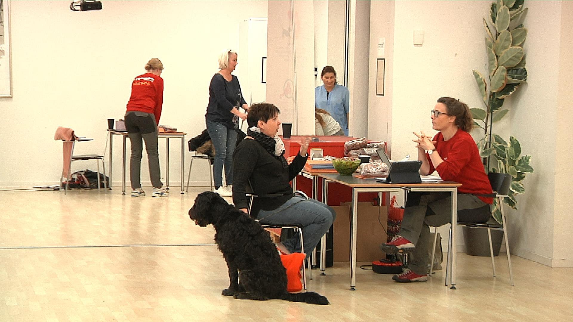 Hunde plejehjem - kom med til optagelsesprøve besøgshund | TV2 ØST