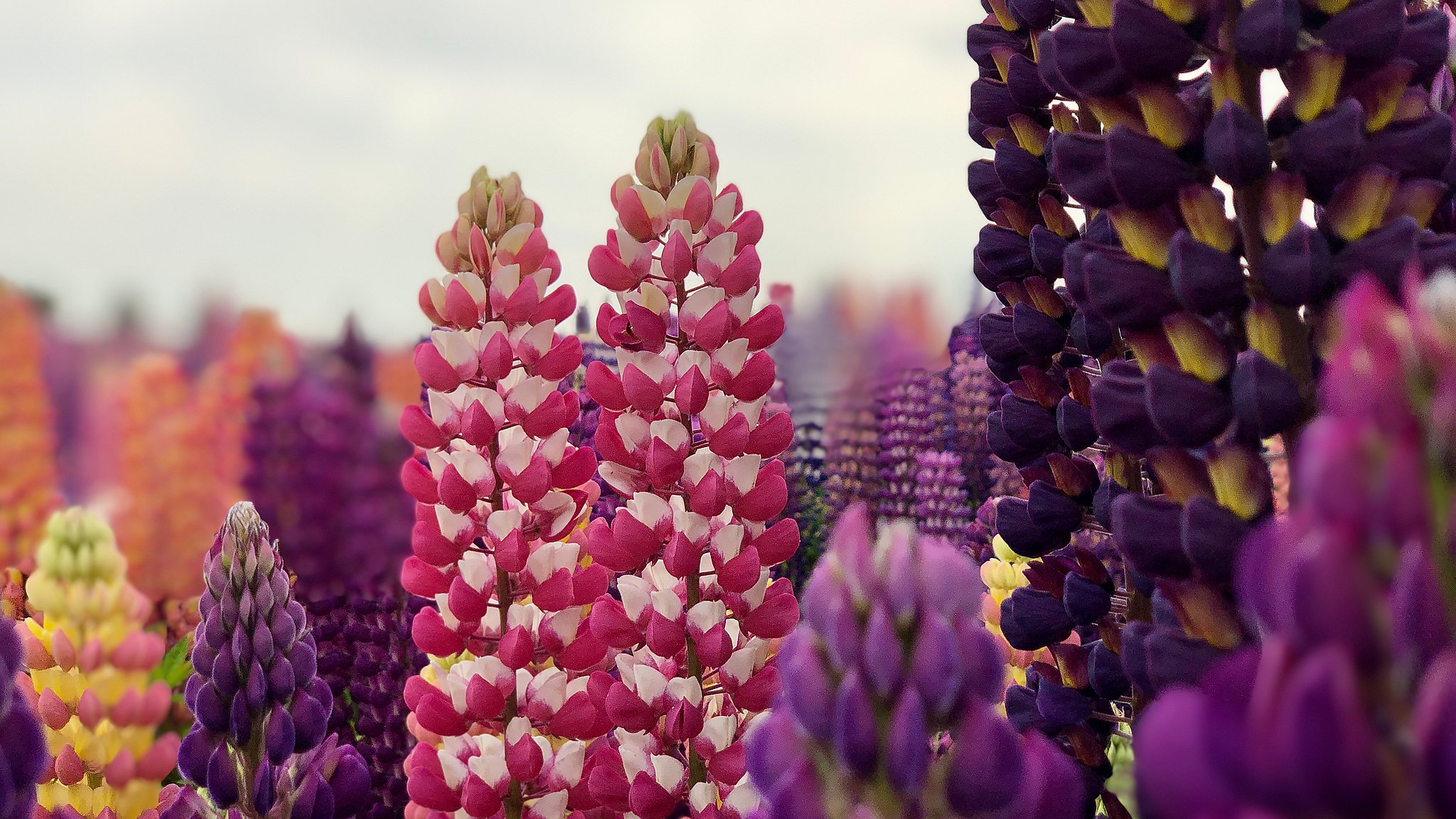 Populær blomst kan naturen – haveejere skal være opmærksomme | TV2 ØST