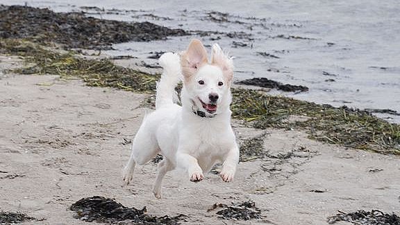 Godt til hundeejere - nu må igen være løs på stranden | TV2 ØST