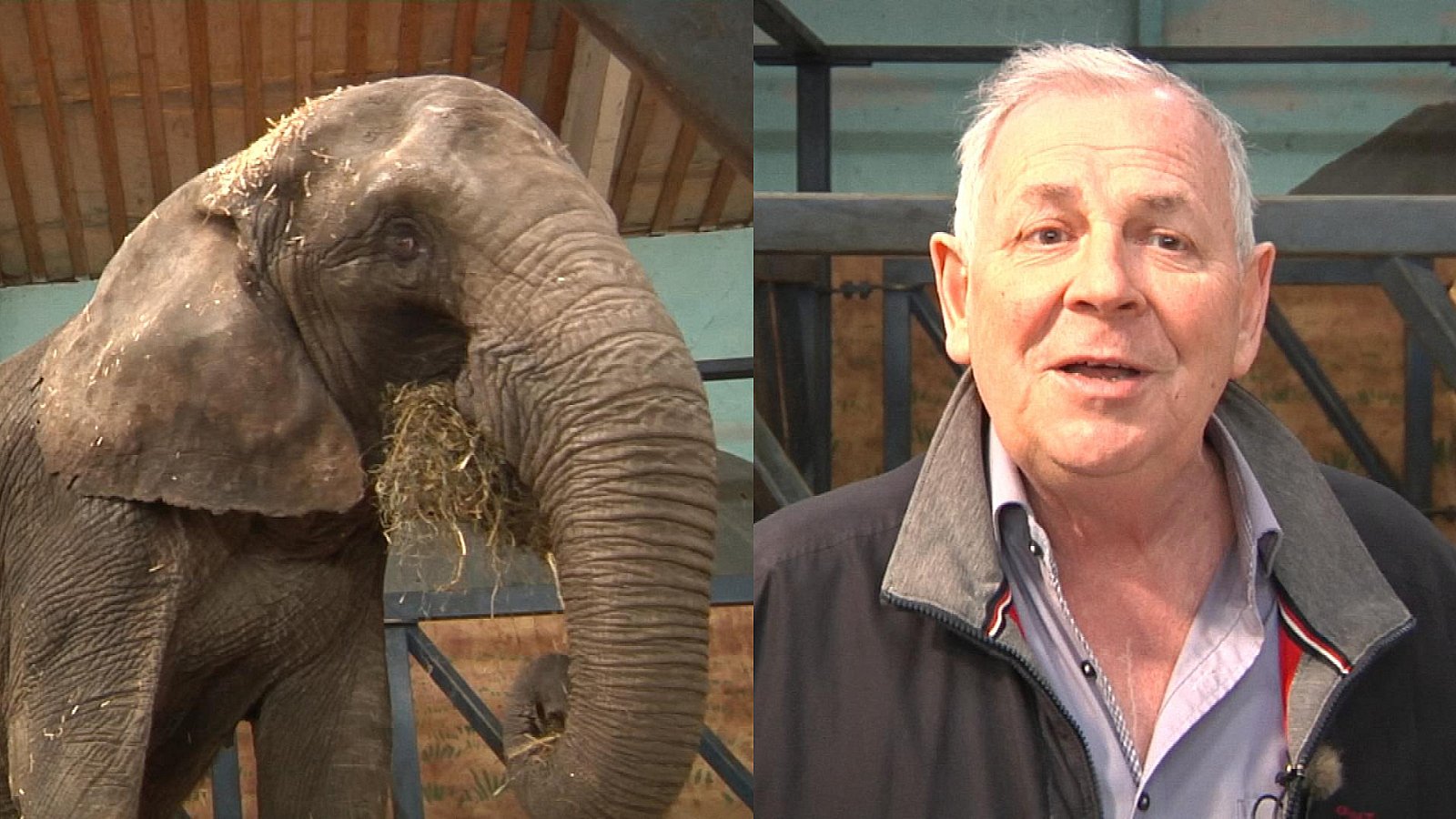 galning Stræde Formålet Minister: Staten har tilbudt at købe cirkuselefanter | TV2 ØST