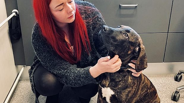 Hundeejer fra Faxe følte sig tvunget til at aflive sin hund | ØST