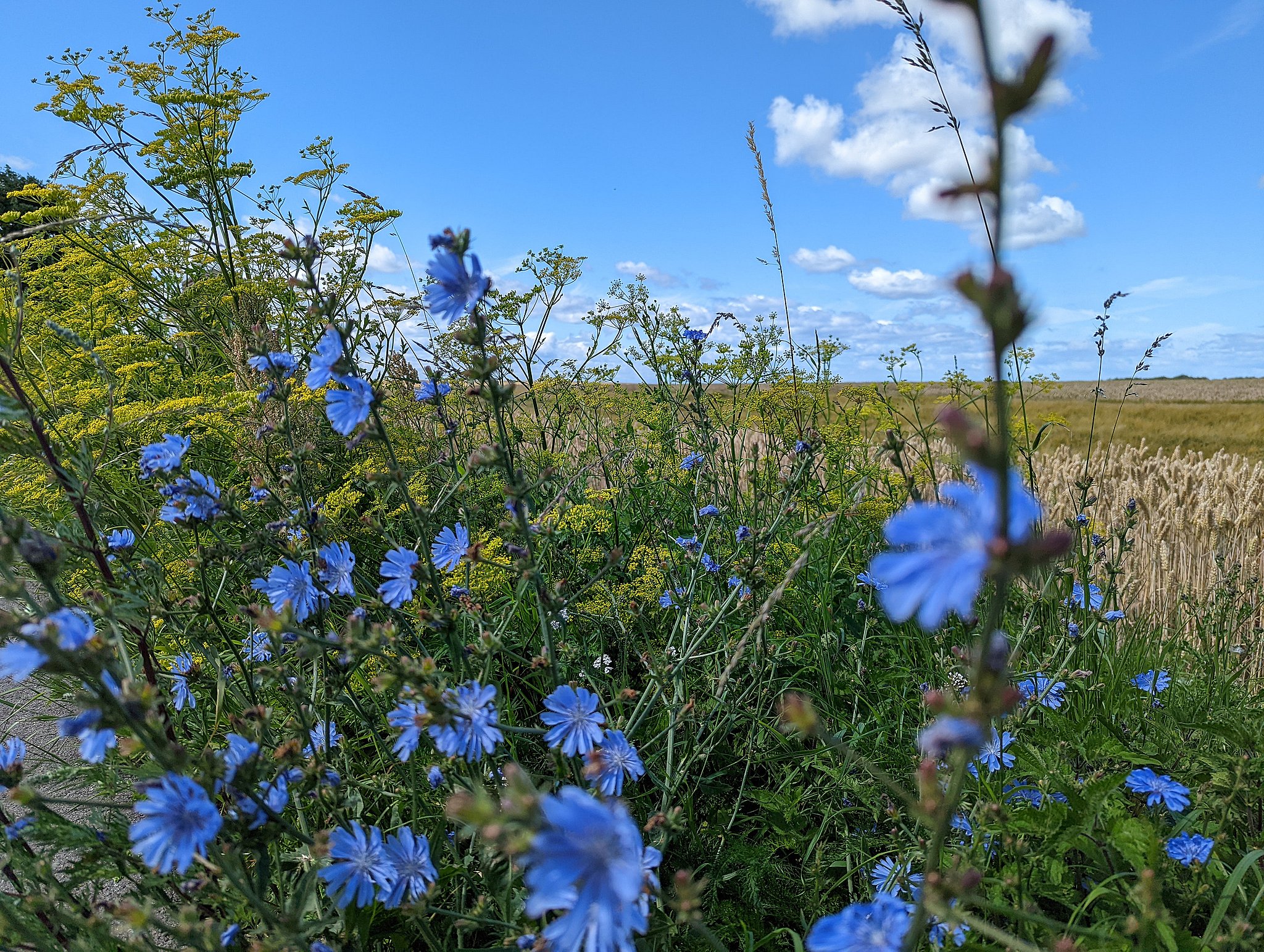 Giftig plante blomstrer grøftekanterne - det skal du passe på | ØST