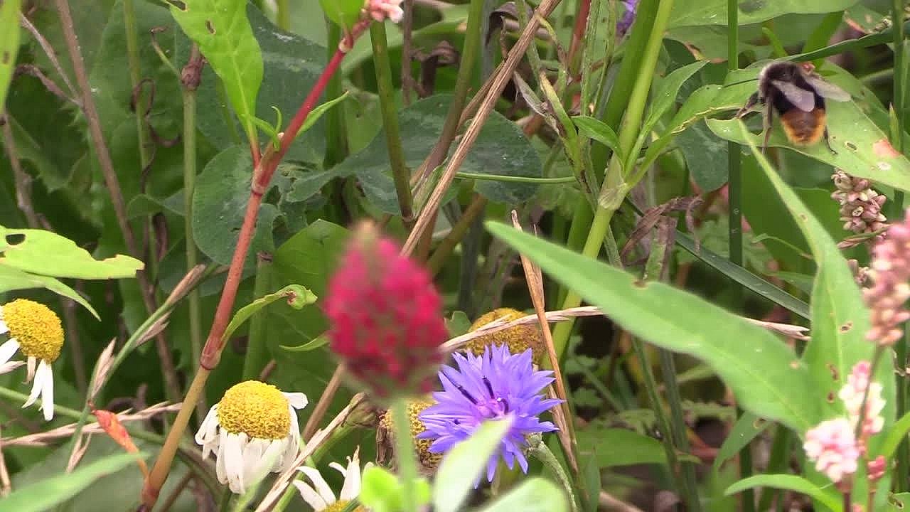 Landmænd sår blomster gennem landskabet - skal være paradis for bier | TV2