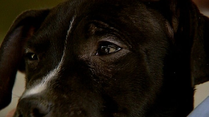 Ulovlig avl kostet 65 hunde livet | TV2 ØST