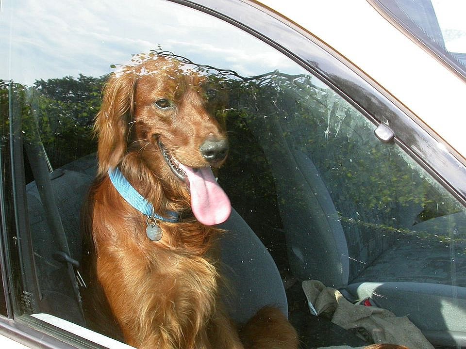 Dyreværn Din hund risikerer at dø i den varme bil TV2 ØST