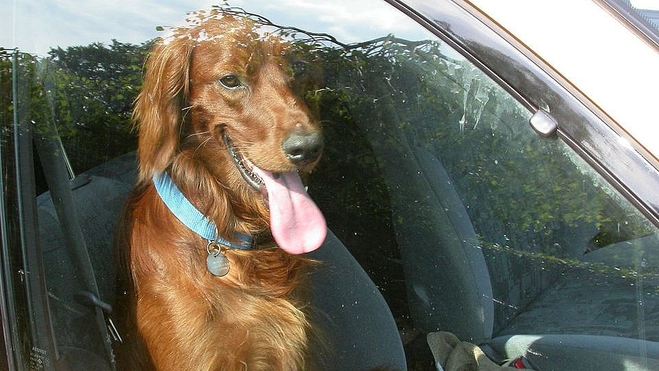 Dyreværn advarer: Din hund risikerer dø i den varme bil | TV2 ØST