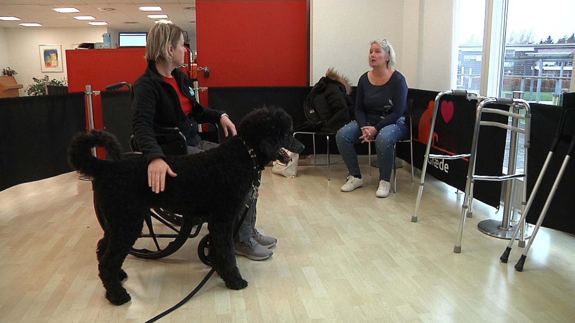 Derfor spin Pigment Hunde giver liv på plejehjem - kom med til optagelsesprøve som besøgshund |  TV2 ØST