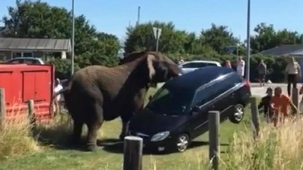 Elefanter bader Karrebæksminde - muligvis for sidste | TV2