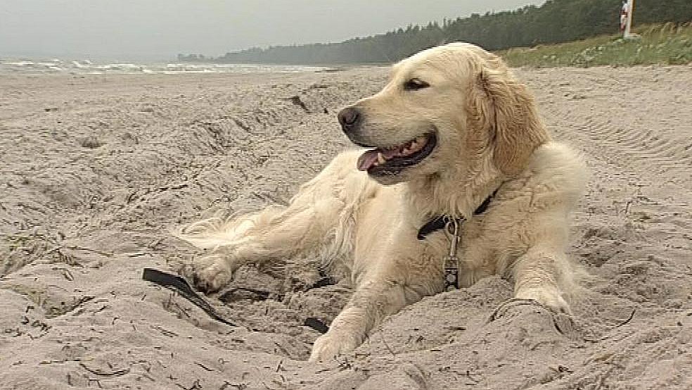 guiden ankomme melodisk Hunde får badeforbud på strande | TV2 ØST