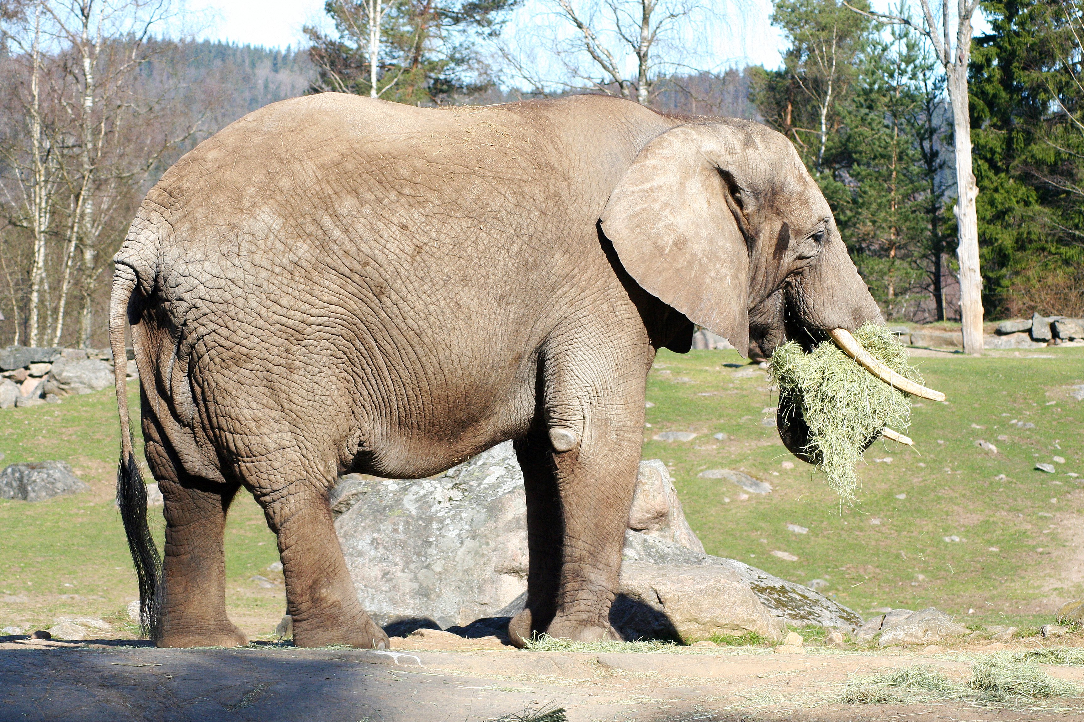 Vellykket velkomst til svensk-afrikansk elefant i Knuthenborg Safaripark TV2