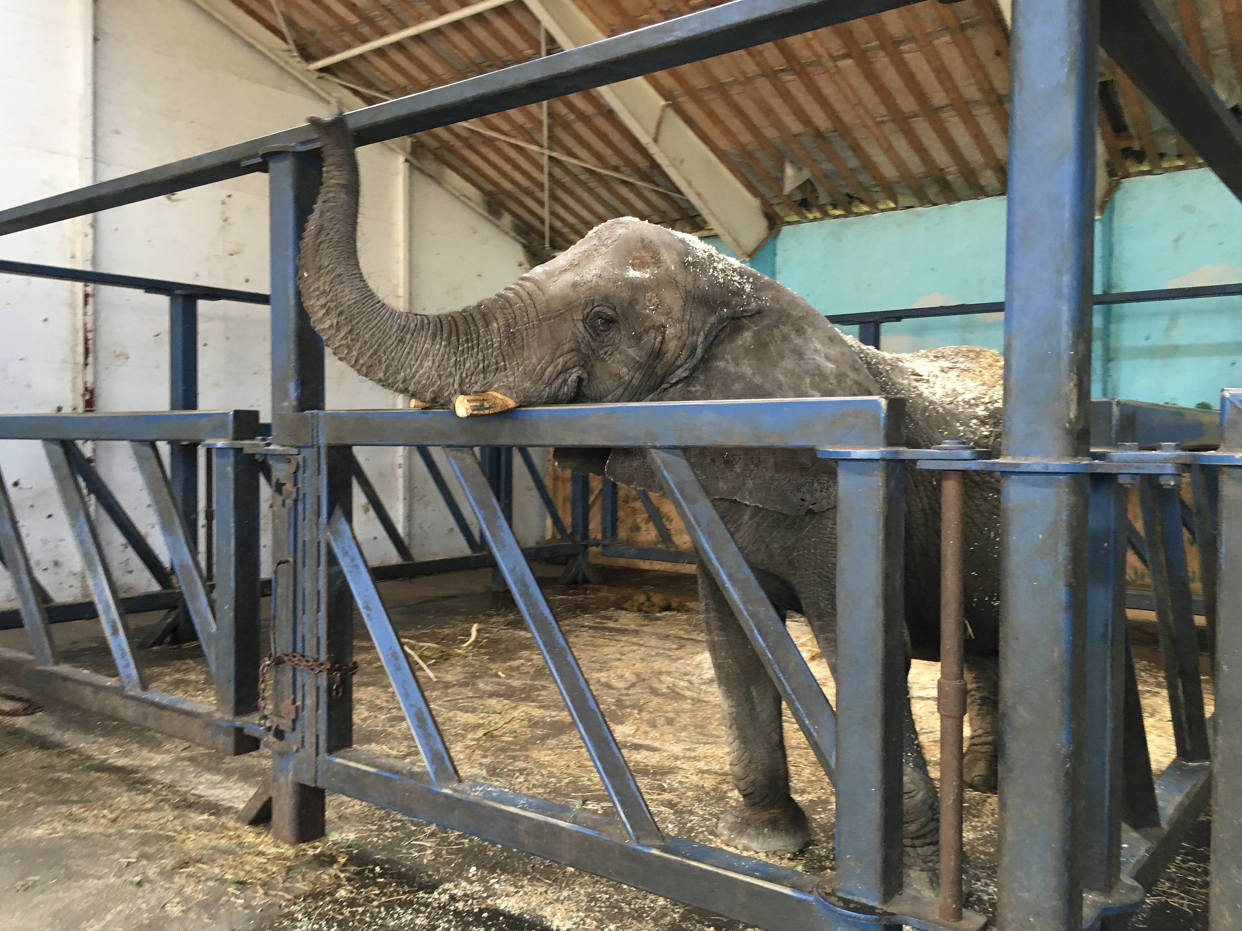 Ny aftale - køber Cirkus elefanter | TV2 ØST