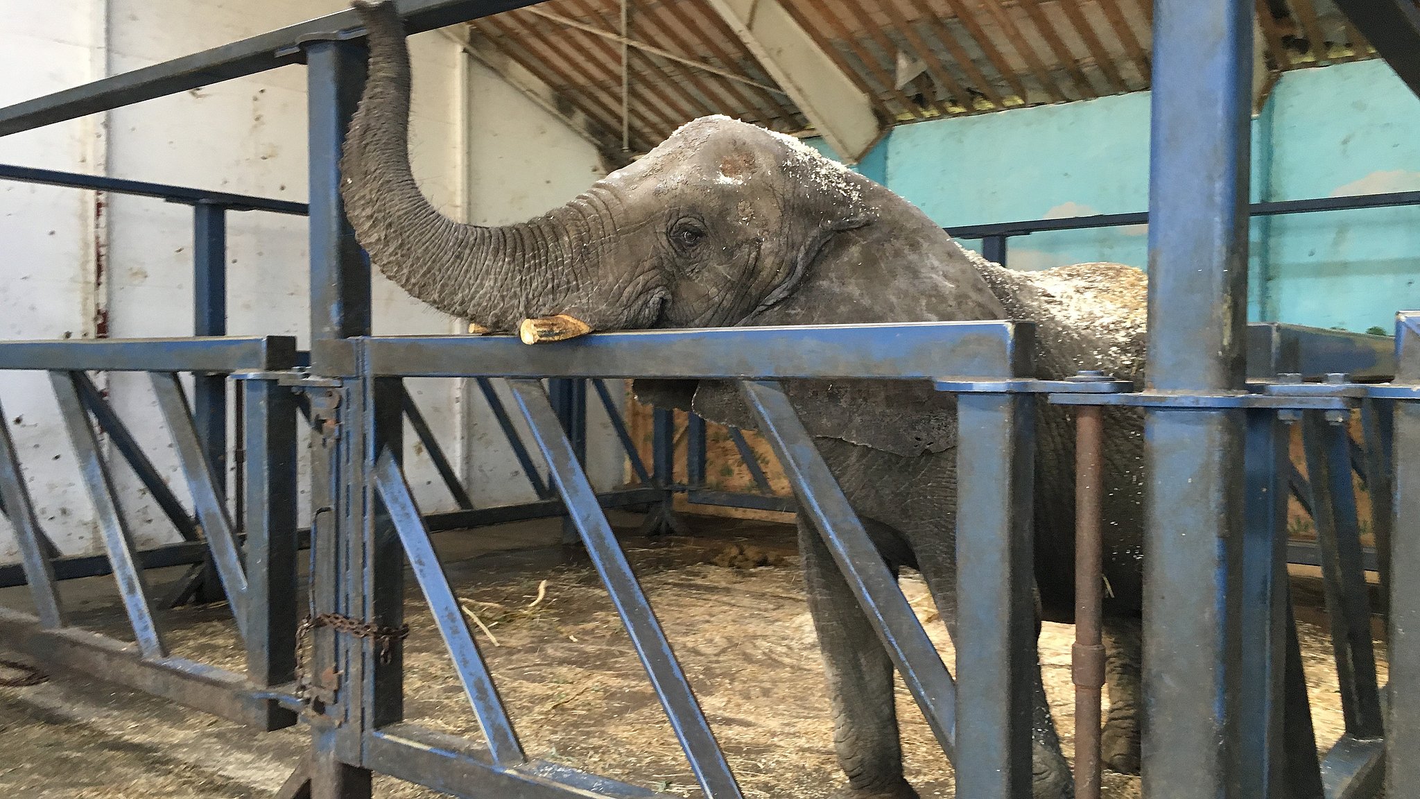 Næste kapillærer privatliv Ny aftale - staten køber Cirkus Arenas elefanter | TV2 ØST