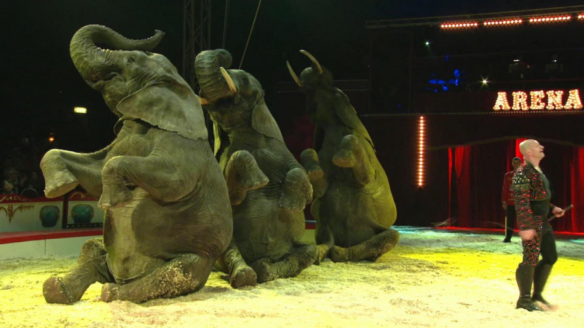 bang klasselærer Dynamics Solgte elefanter til staten - cirkus skylder 20 millioner i moms og skat |  TV2 ØST