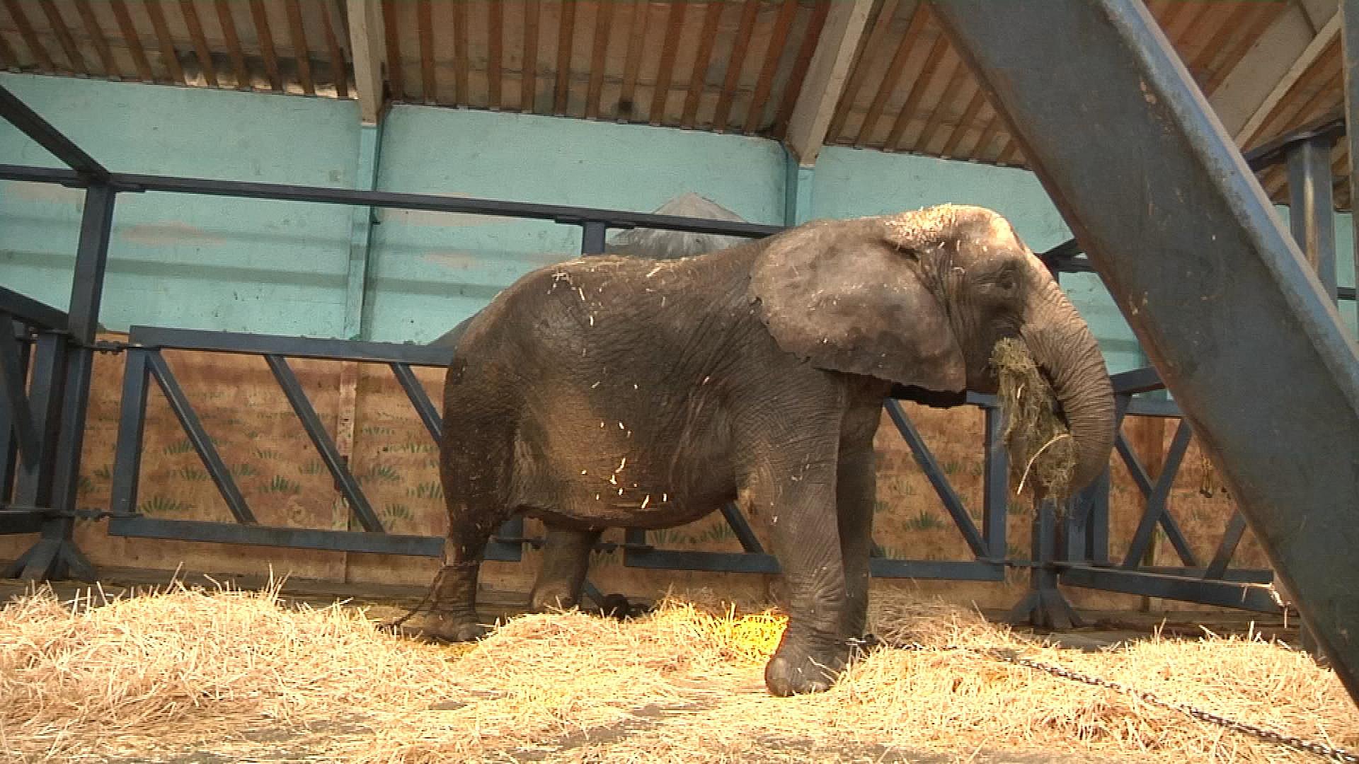 Unge DF'ere penge til cirkuselefanter i | TV2 ØST